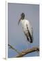 Wood stork, Florida-Adam Jones-Framed Photographic Print