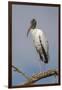 Wood stork, Florida-Adam Jones-Framed Photographic Print