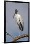 Wood stork, Florida-Adam Jones-Framed Photographic Print