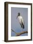 Wood stork, Florida-Adam Jones-Framed Photographic Print