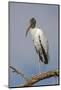 Wood stork, Florida-Adam Jones-Mounted Photographic Print