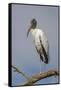 Wood stork, Florida-Adam Jones-Framed Stretched Canvas