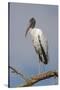 Wood stork, Florida-Adam Jones-Stretched Canvas