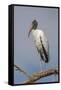 Wood stork, Florida-Adam Jones-Framed Stretched Canvas