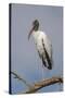 Wood stork, Florida-Adam Jones-Stretched Canvas