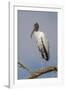 Wood stork, Florida-Adam Jones-Framed Photographic Print