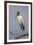 Wood stork, Florida-Adam Jones-Framed Photographic Print