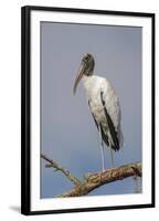 Wood stork, Florida-Adam Jones-Framed Photographic Print