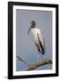 Wood stork, Florida-Adam Jones-Framed Photographic Print