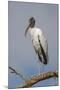 Wood stork, Florida-Adam Jones-Mounted Photographic Print