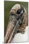 Wood stork, Florida-Adam Jones-Mounted Photographic Print