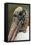 Wood stork, Florida-Adam Jones-Framed Stretched Canvas