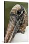 Wood stork, Florida-Adam Jones-Stretched Canvas