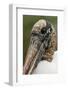 Wood stork, Florida-Adam Jones-Framed Photographic Print