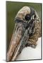 Wood stork, Florida-Adam Jones-Mounted Photographic Print