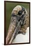 Wood stork, Florida-Adam Jones-Framed Photographic Print