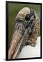 Wood stork, Florida-Adam Jones-Framed Photographic Print