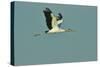 Wood Stork Flying against Blue Sky-Gary Carter-Stretched Canvas