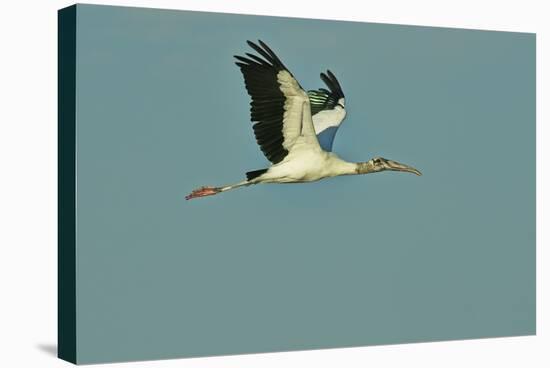 Wood Stork Flying against Blue Sky-Gary Carter-Stretched Canvas