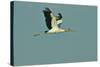 Wood Stork Flying against Blue Sky-Gary Carter-Stretched Canvas