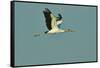 Wood Stork Flying against Blue Sky-Gary Carter-Framed Stretched Canvas