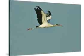 Wood Stork Flying against Blue Sky-Gary Carter-Stretched Canvas