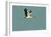 Wood Stork Flying against Blue Sky-Gary Carter-Framed Photographic Print