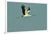 Wood Stork Flying against Blue Sky-Gary Carter-Framed Photographic Print