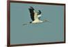 Wood Stork Flying against Blue Sky-Gary Carter-Framed Photographic Print