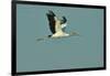 Wood Stork Flying against Blue Sky-Gary Carter-Framed Photographic Print