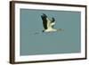 Wood Stork Flying against Blue Sky-Gary Carter-Framed Photographic Print