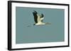 Wood Stork Flying against Blue Sky-Gary Carter-Framed Photographic Print