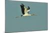 Wood Stork Flying against Blue Sky-Gary Carter-Mounted Photographic Print