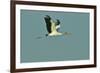 Wood Stork Flying against Blue Sky-Gary Carter-Framed Photographic Print