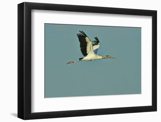 Wood Stork Flying against Blue Sky-Gary Carter-Framed Photographic Print