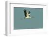 Wood Stork Flying against Blue Sky-Gary Carter-Framed Photographic Print