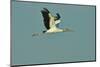 Wood Stork Flying against Blue Sky-Gary Carter-Mounted Photographic Print