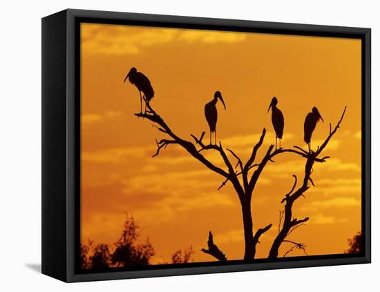 Wood Stork, Lake Corpus Christi, Texas, USA-Rolf Nussbaumer-Framed Stretched Canvas