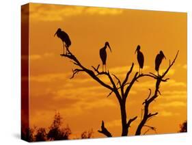 Wood Stork, Lake Corpus Christi, Texas, USA-Rolf Nussbaumer-Stretched Canvas