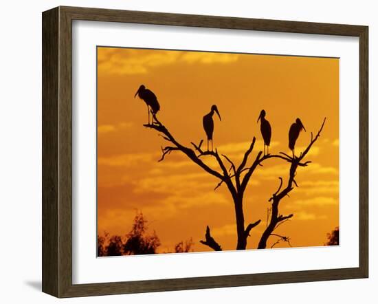 Wood Stork, Lake Corpus Christi, Texas, USA-Rolf Nussbaumer-Framed Photographic Print