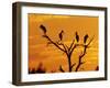 Wood Stork, Lake Corpus Christi, Texas, USA-Rolf Nussbaumer-Framed Photographic Print