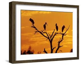 Wood Stork, Lake Corpus Christi, Texas, USA-Rolf Nussbaumer-Framed Photographic Print