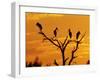 Wood Stork, Lake Corpus Christi, Texas, USA-Rolf Nussbaumer-Framed Photographic Print