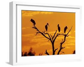 Wood Stork, Lake Corpus Christi, Texas, USA-Rolf Nussbaumer-Framed Photographic Print