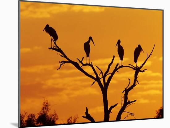 Wood Stork, Lake Corpus Christi, Texas, USA-Rolf Nussbaumer-Mounted Photographic Print