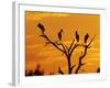 Wood Stork, Lake Corpus Christi, Texas, USA-Rolf Nussbaumer-Framed Photographic Print