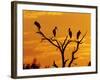 Wood Stork, Lake Corpus Christi, Texas, USA-Rolf Nussbaumer-Framed Photographic Print