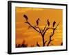 Wood Stork, Lake Corpus Christi, Texas, USA-Rolf Nussbaumer-Framed Photographic Print