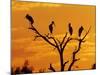 Wood Stork, Lake Corpus Christi, Texas, USA-Rolf Nussbaumer-Mounted Photographic Print