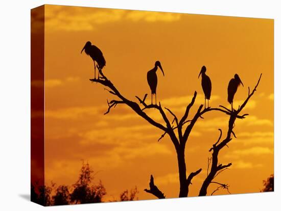 Wood Stork, Lake Corpus Christi, Texas, USA-Rolf Nussbaumer-Stretched Canvas